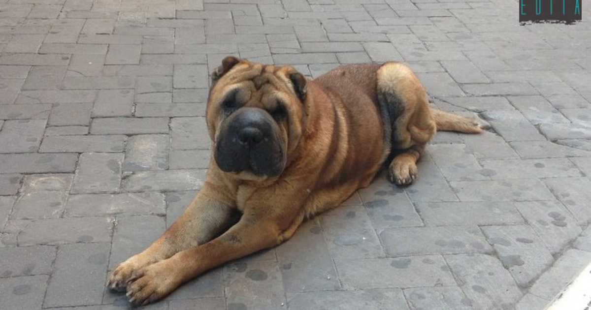 Romeo, il cane di tutti: �Lo shar pei presenza fissa della movida barese�